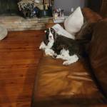 Photo of Sophie & Jetty