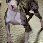 Photo of Angel & Simba