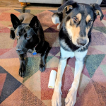 Photo of Zeus & Raven