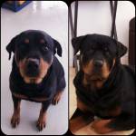 Photo of Rocco & Paris