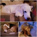 Photo of Tarzan, Ronnie & Mimi