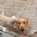 Photo of Nina & Nico