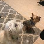 Photo of Max and Bentley