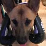 Photo of Loki and Thor