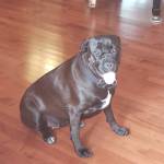 Photo of Louie & Gucci