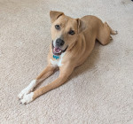 Photo of Dolly