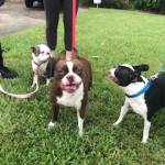 Photo of Oppie,Gemma,Otto, and Zoey