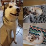 Photo of Toby, Tank, Oliver