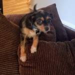 Photo of Cookie & Sadie