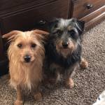 Photo of Benji & Teddy