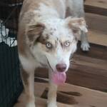 Photo of Colt, Elliot, Max, Remi & Molly