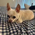 Photo of Daisy / Skippy