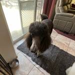 Photo of Cooper / Peaches