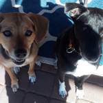 Photo of Magnolia and Pepper