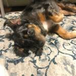 Photo of Tia / Daisy