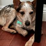 Photo of Ollie / Casper