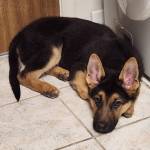 Photo of Milo & Luna