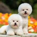 Photo of Chapo & Hulk