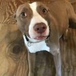 Photo of Jack Nolan Dustyand BabyGirl