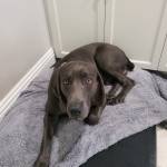 Photo of Beau, Moose & Oakley