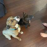 Photo of Bessie and Gunner