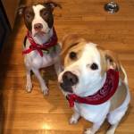 Photo of Nash and Ruger