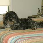 Photo of Gibson and Calvin