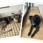 Photo of Wiley & Morty