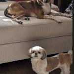 Photo of Gracie & Romeo