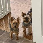 Photo of Bowie and Lola