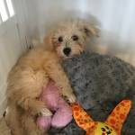 Photo of Charlie / Taco