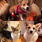 Photo of Duke, Rosie, Daisy