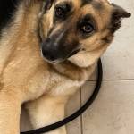 Photo of Bella / Huey