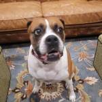 Photo of Finn, Maya & Boyer