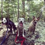 Photo of Obi, Koda, Indy