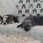 Photo of Louie, Marbles & Annie