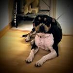 Photo of Karma and sheba