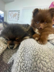 Photo of Bear and Cocoa