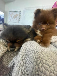 Photo of Bear and Cocoa
