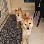 Photo of Domer & Dillom