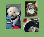Photo of Rocky/Finn/Bubba