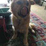 Photo of Chip/Princess