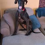 Photo of Moose and Ember