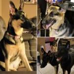 Photo of Zuko, Zoey, Zeke & Zora