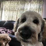 Photo of Oliver and Zeus