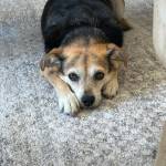 Photo of Thor / Bella