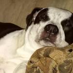 Photo of Levi & Maggie