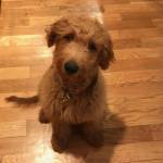 Photo of Roxi and Ryder