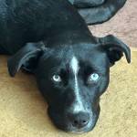 Photo of Leppelin & Maui