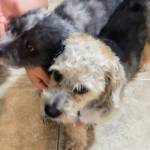 Photo of Rohr & Toby